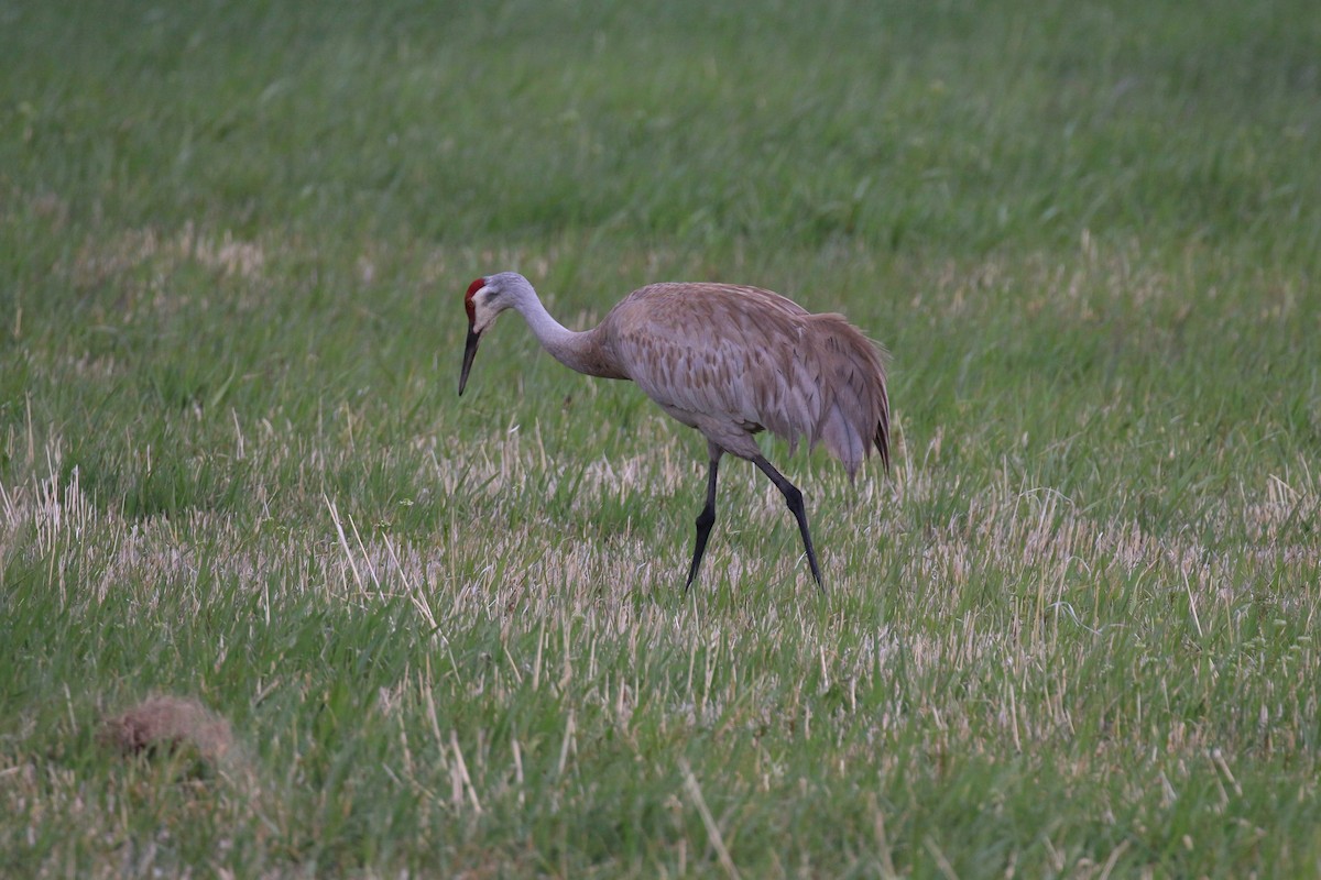 Sandhill Crane - ML101458661