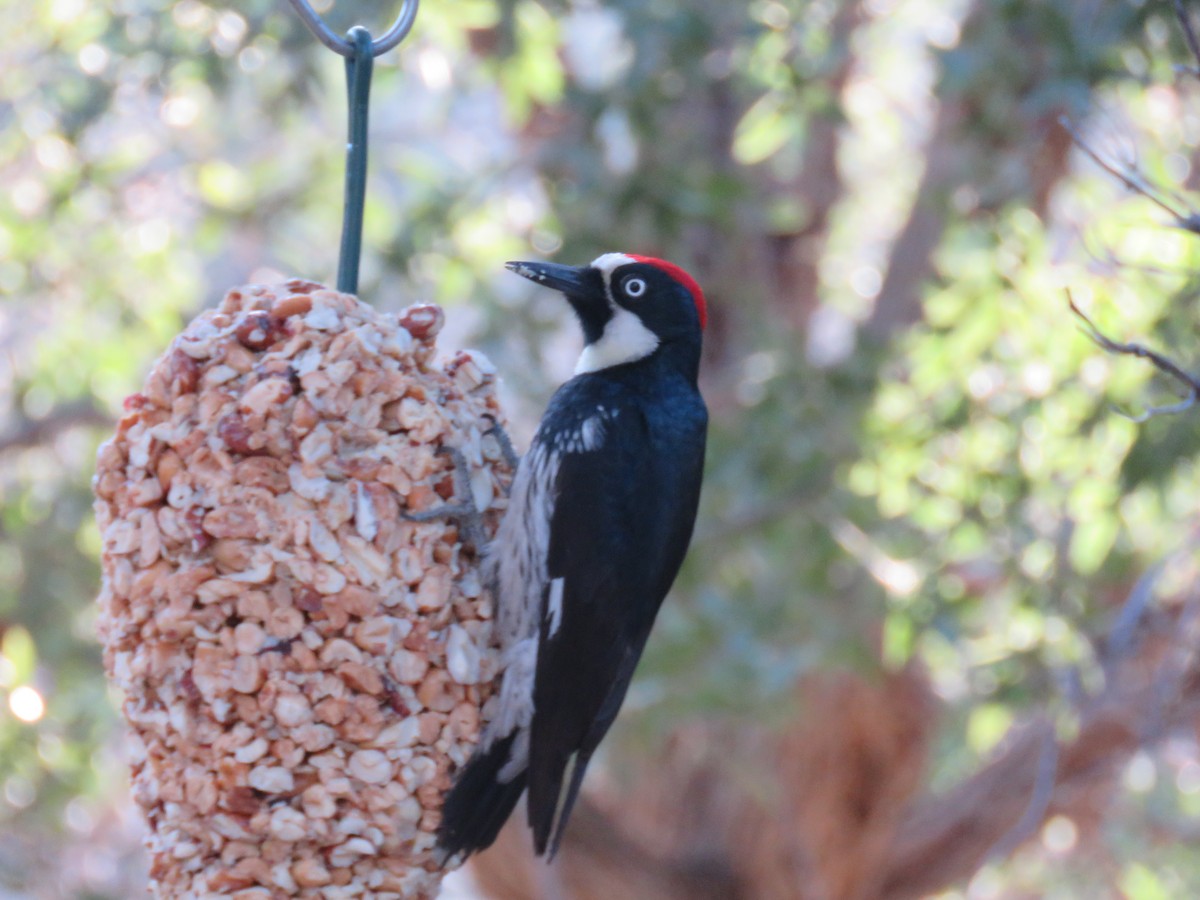 Acorn Woodpecker (Acorn) - ML101458711