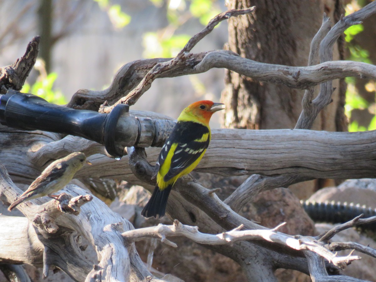 Western Tanager - ML101458851