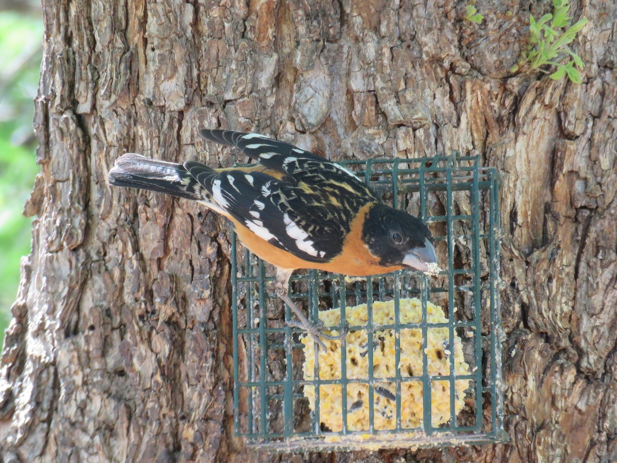 Black-headed Grosbeak - ML101458901