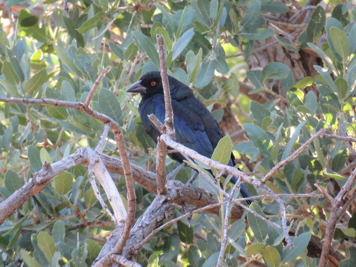 Bronzed Cowbird - ML101458931