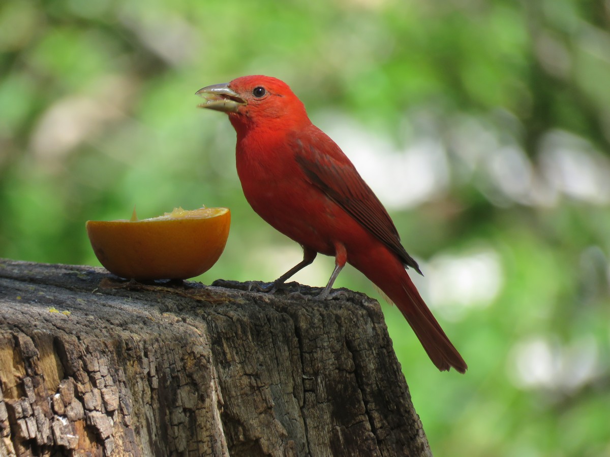 Summer Tanager - Brian & Robin Lindman