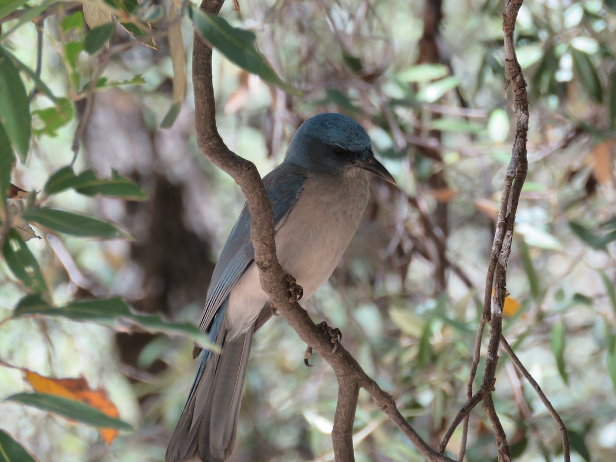 Mexican Jay - ML101459351