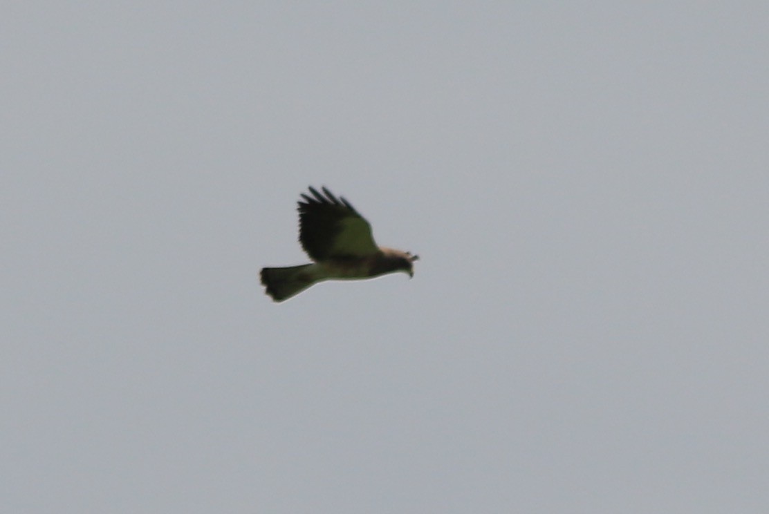 Swainson's Hawk - ML101460431