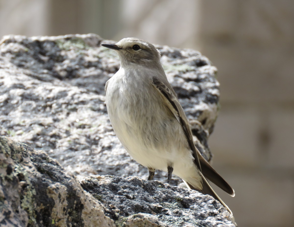 Ochre-naped Ground-Tyrant - ML101460591