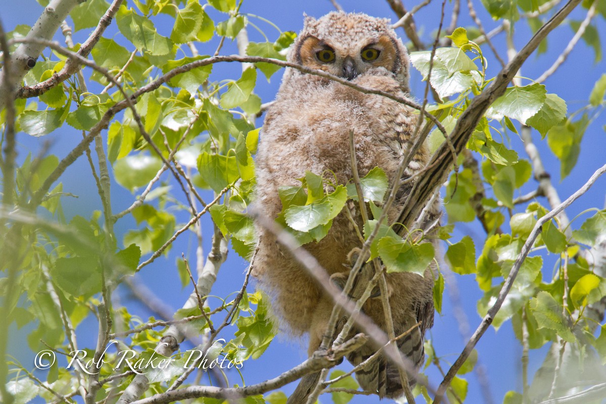 Great Horned Owl - Robert Raker