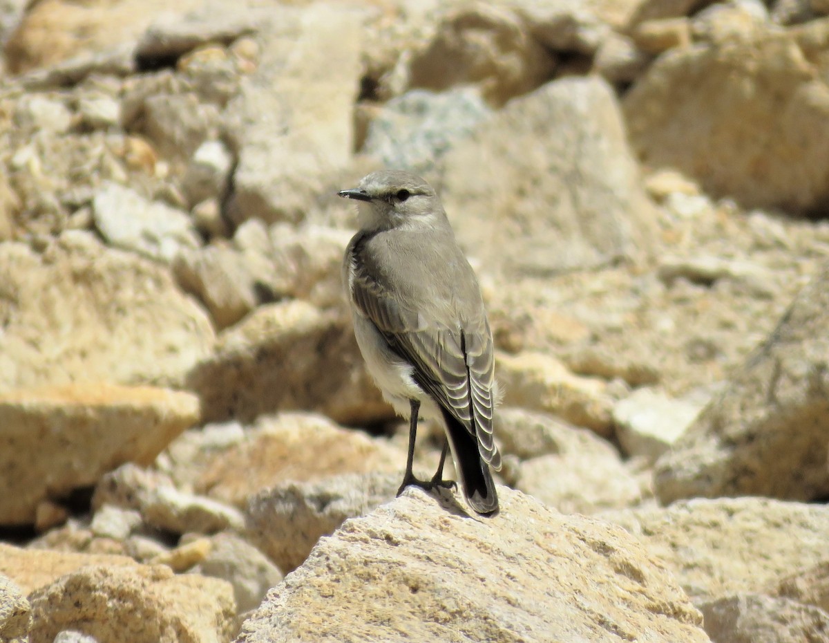 Ochre-naped Ground-Tyrant - ML101460961