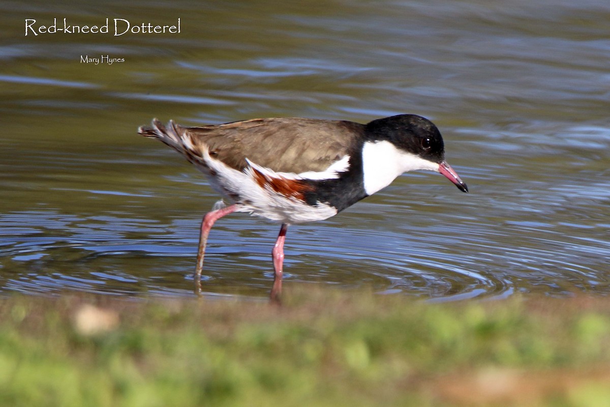 Red-kneed Dotterel - ML101461821