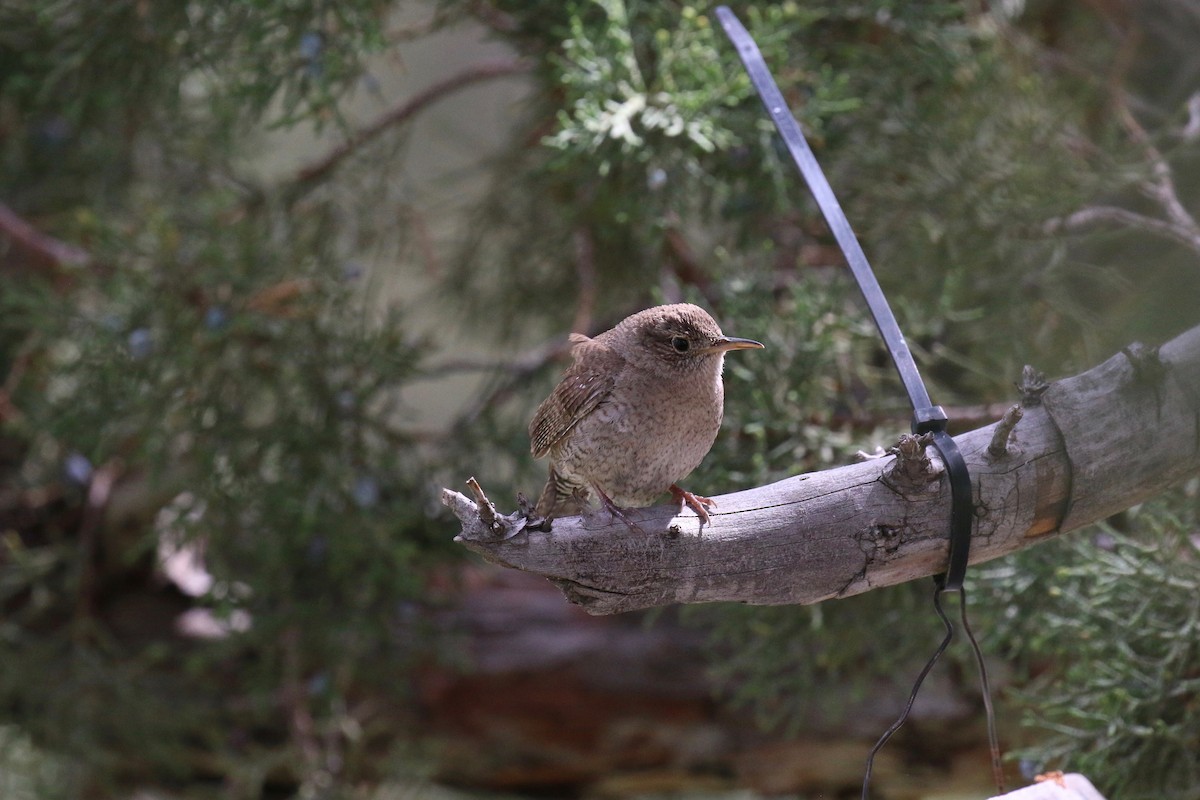 House Wren - ML101462271