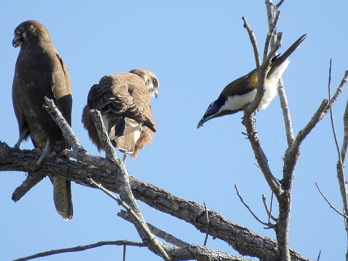 Brown Falcon - ML101462731