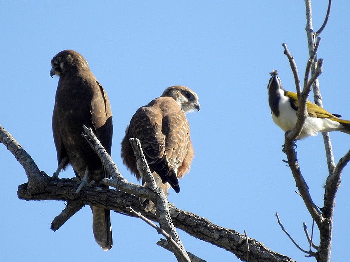 Blue-faced Honeyeater - ML101462761