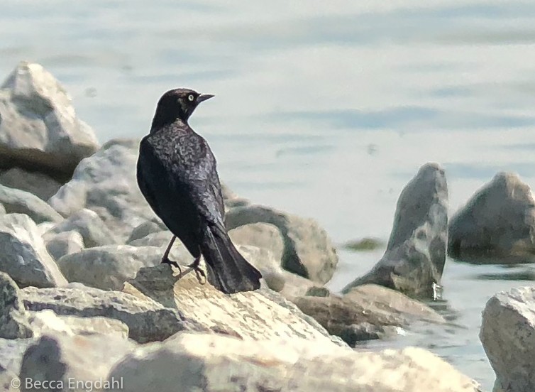 Brewer's Blackbird - ML101462911