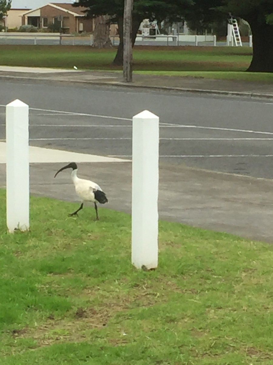 Australian Ibis - ML101463181