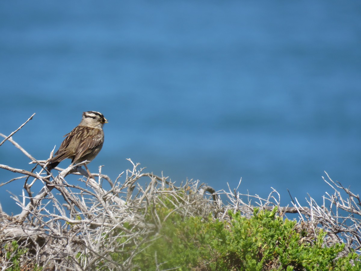 White-crowned Sparrow (nuttalli) - ML101464251