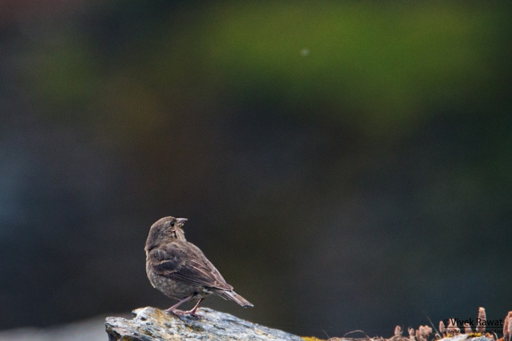 accentor sp. - ML101465511