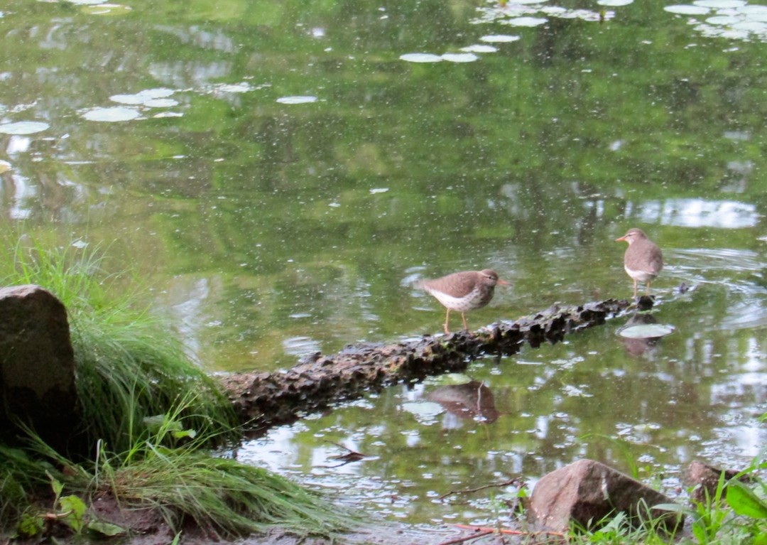 Spotted Sandpiper - ML101465721