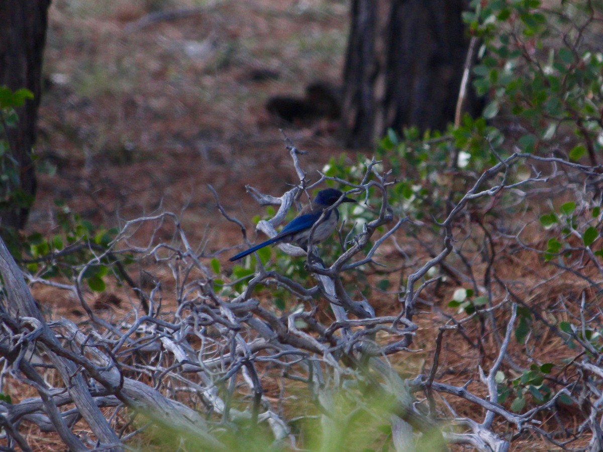 California Scrub-Jay - ML101466141