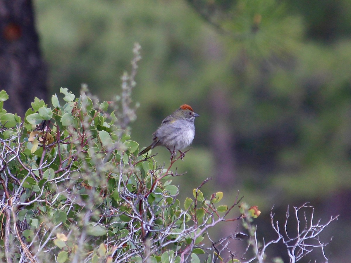 Green-tailed Towhee - ML101466161