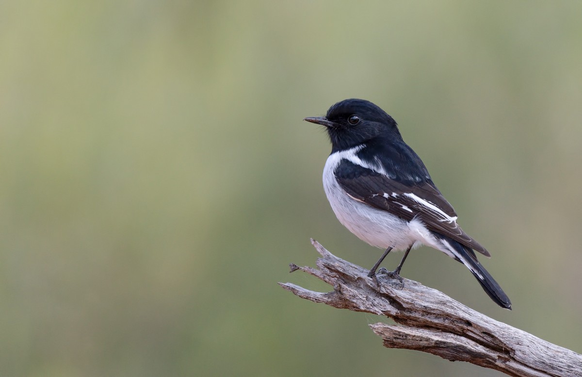 Hooded Robin - Barry Deacon