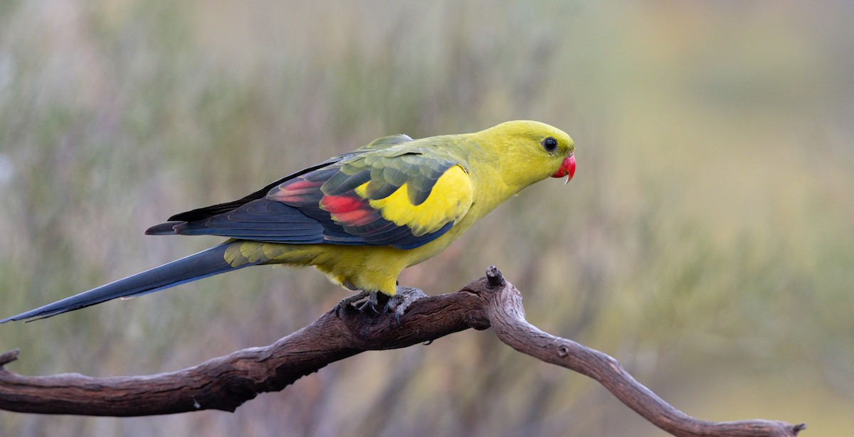 Regent Parrot - Barry Deacon