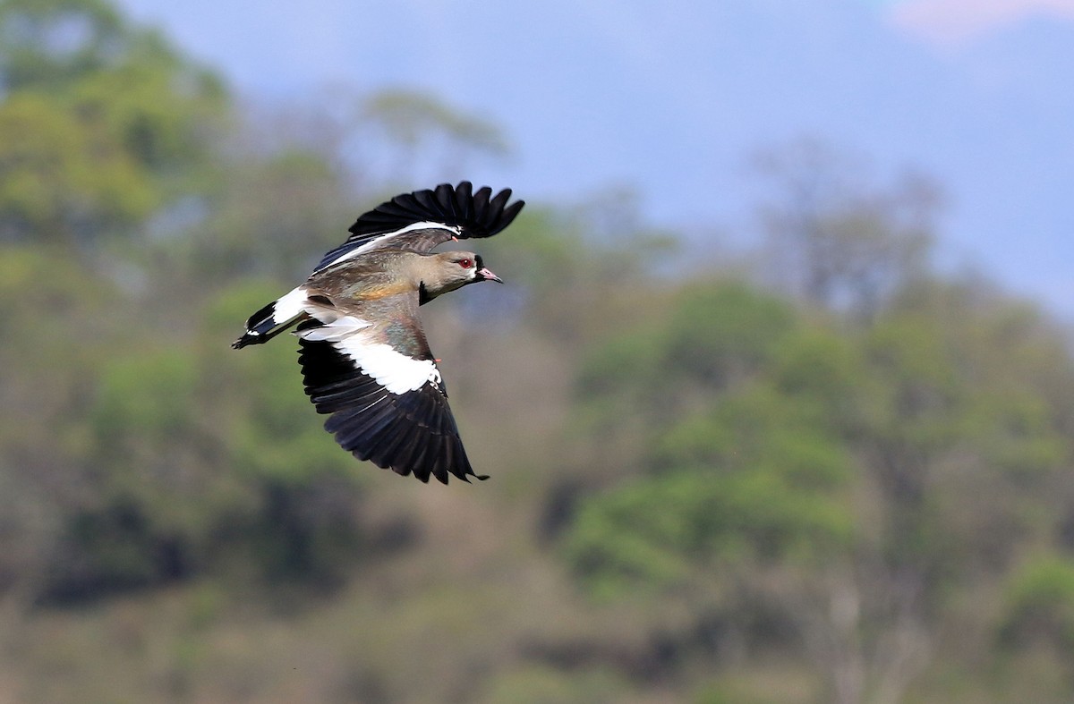 Southern Lapwing - ML101467651