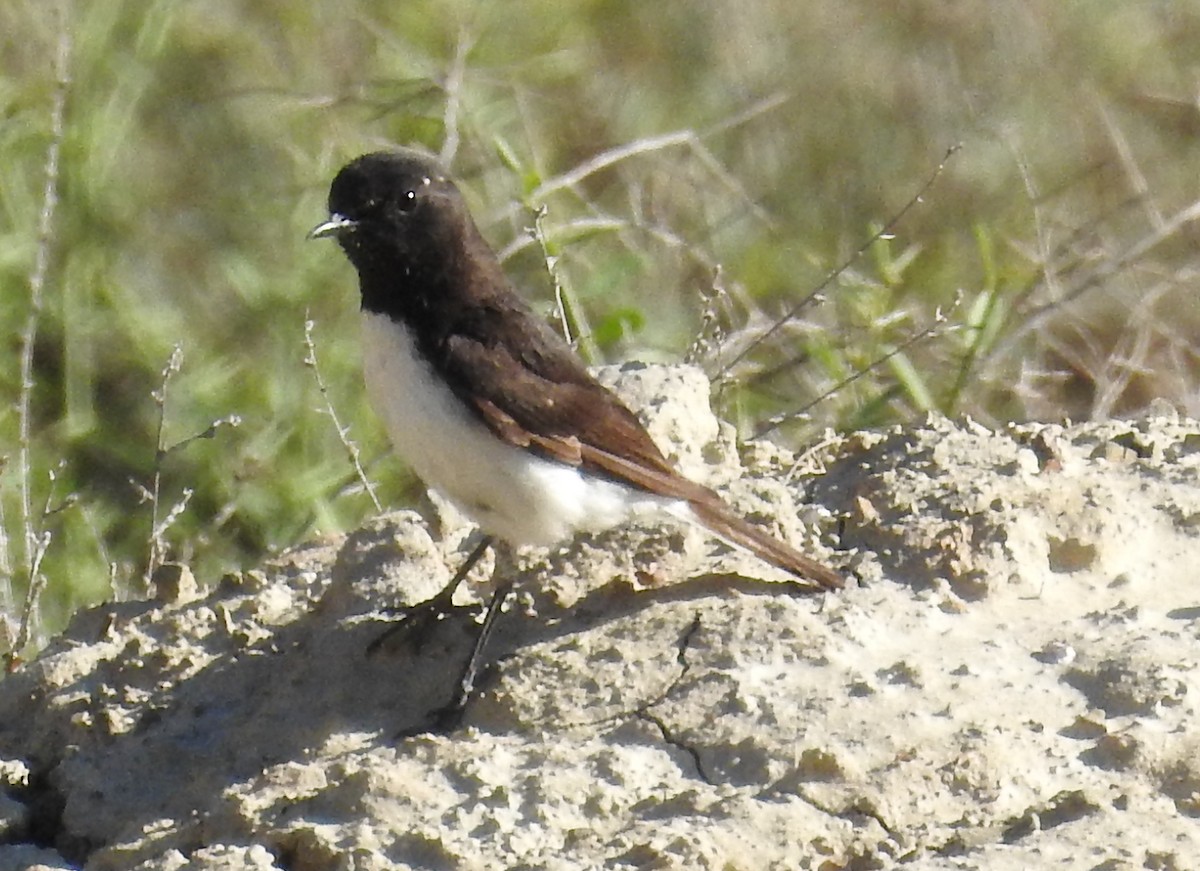 Variable Wheatear - ML101468391