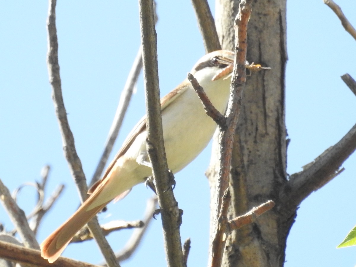 Red-tailed Shrike - Yoshio Akasaka