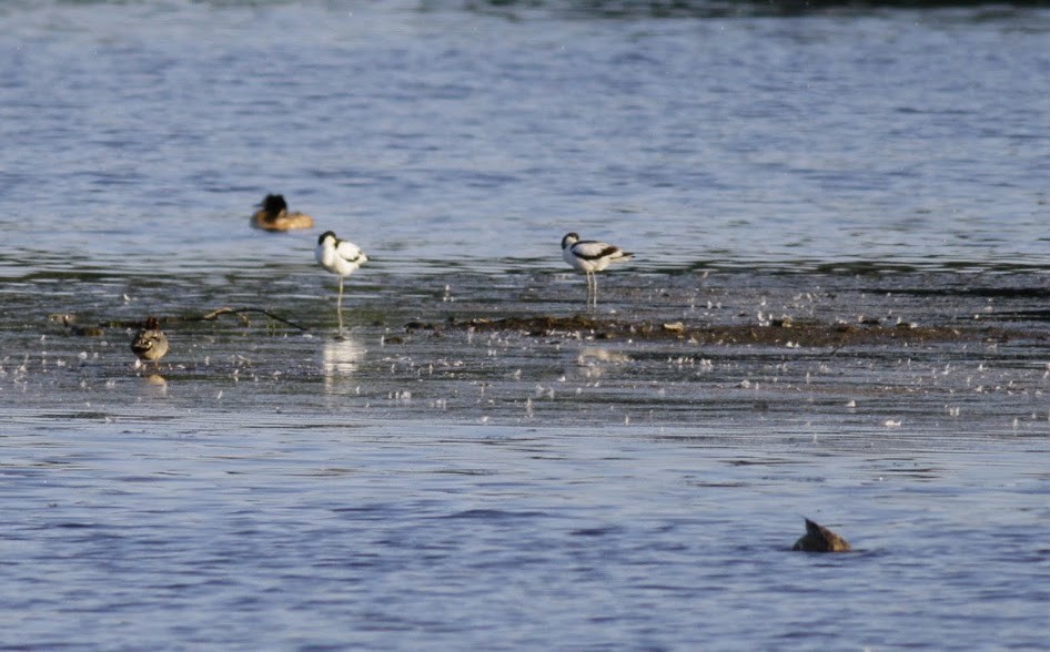 Avocette élégante - ML101468491