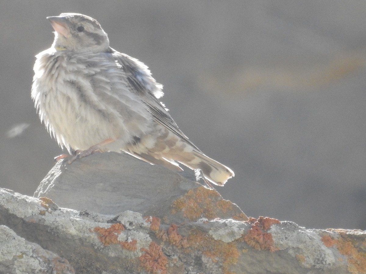 Rock Sparrow - ML101468631