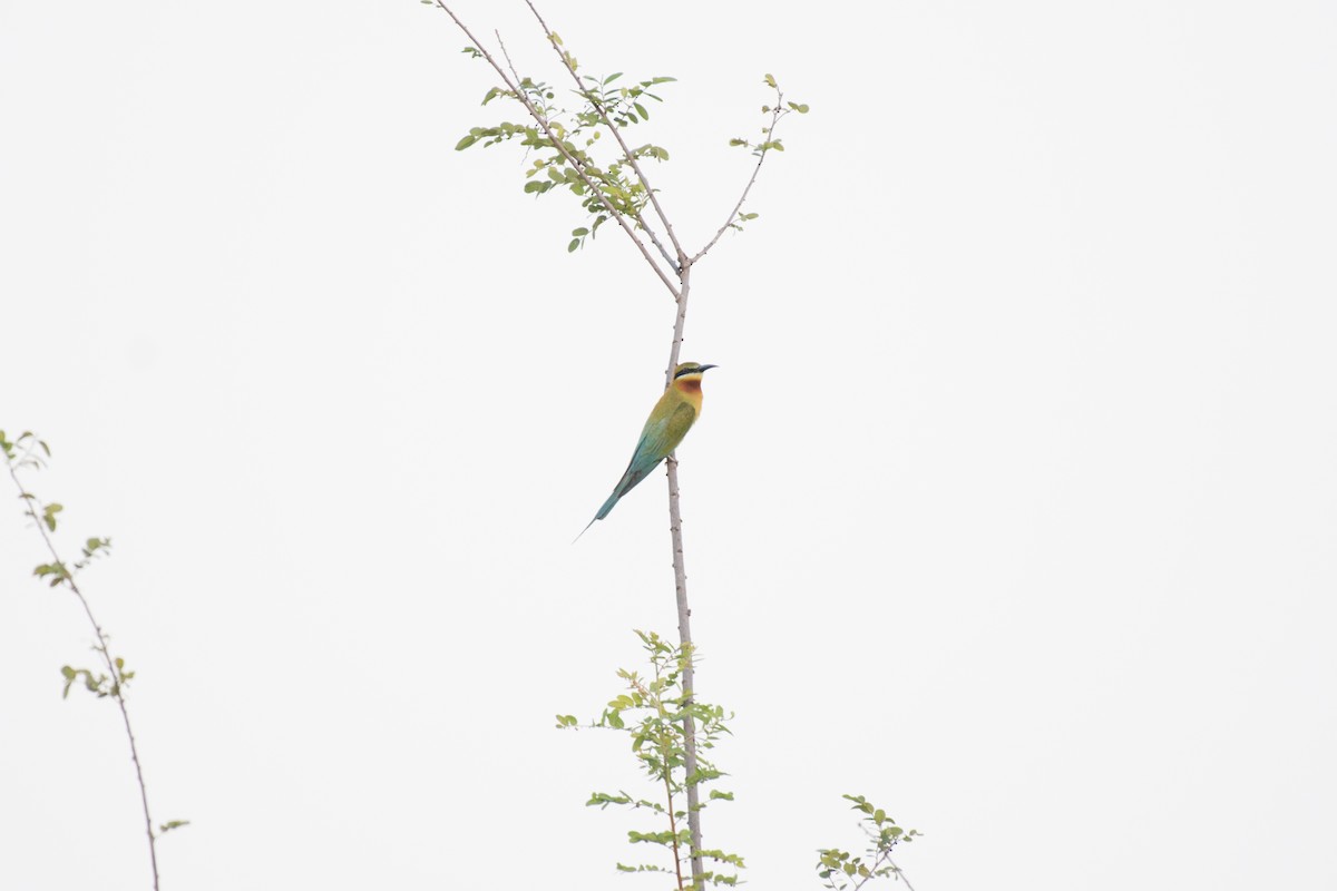 Blue-tailed Bee-eater - ML101472641
