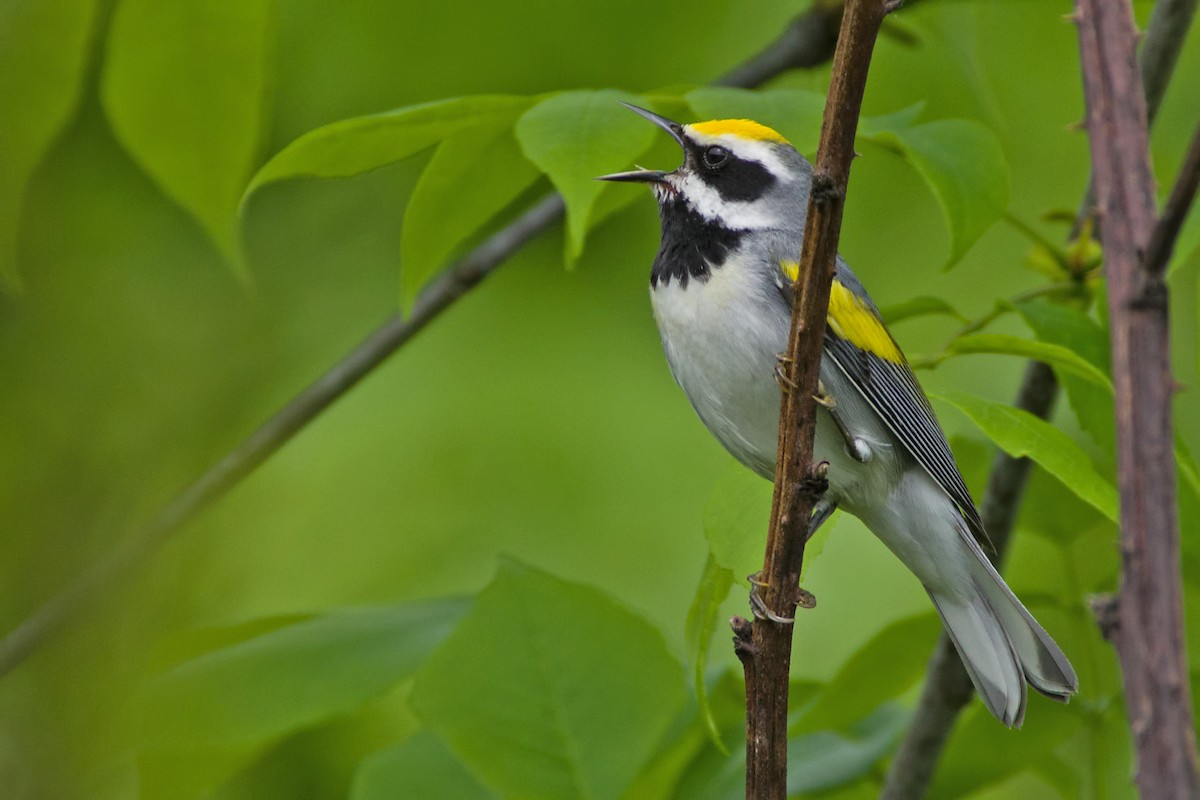 Golden-winged Warbler - ML101472731