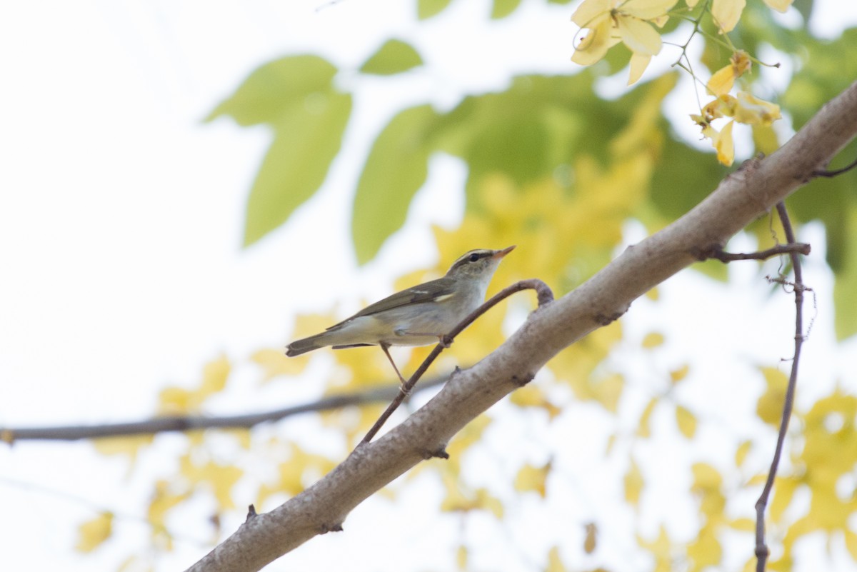 Japanese Leaf/Arctic/Kamchatka Leaf Warbler - ML101472771