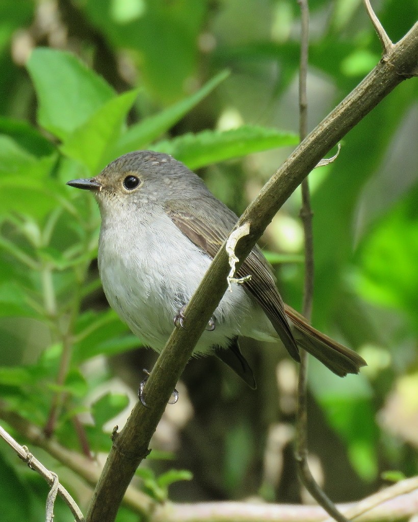 Little Pied Flycatcher - ML101473471