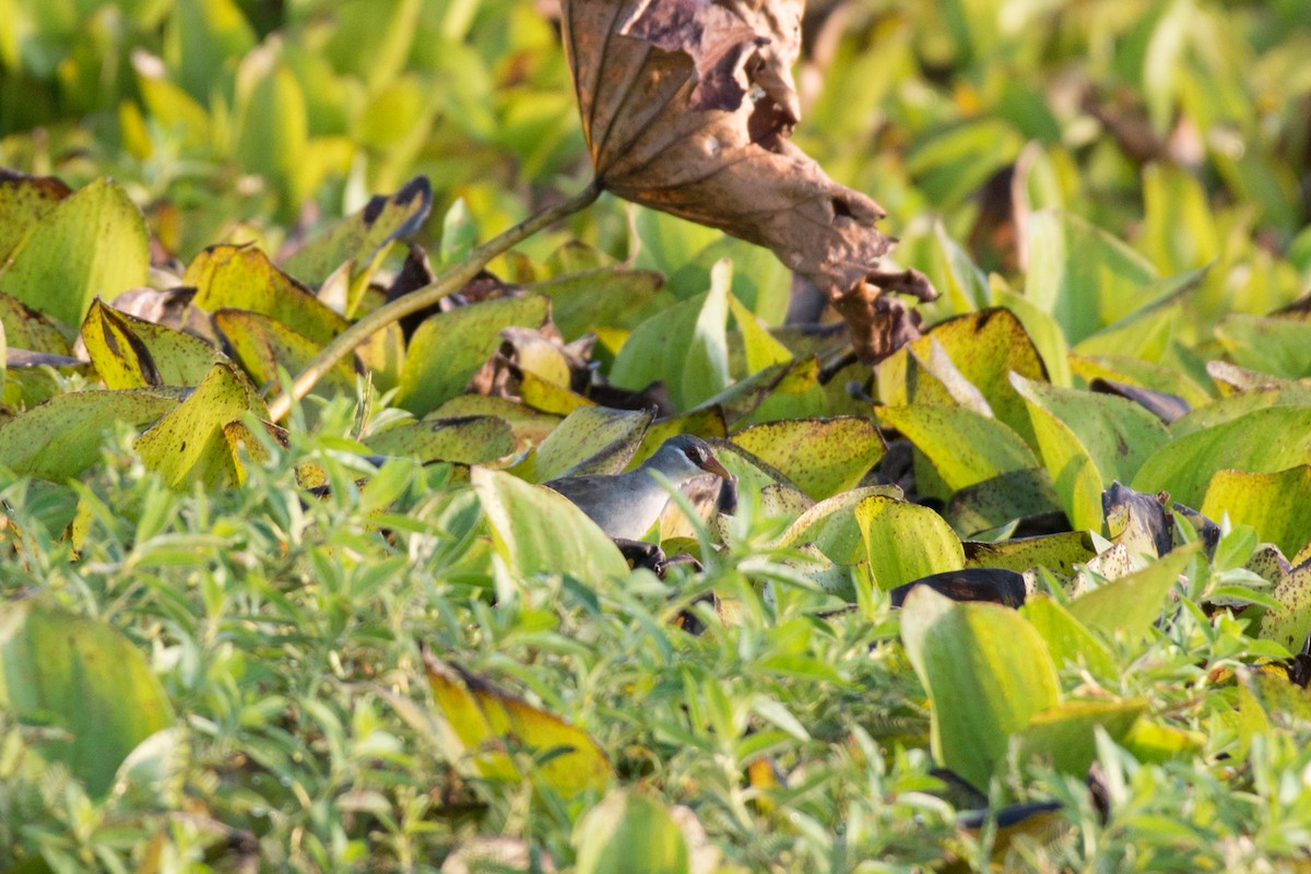 White-browed Crake - ML101477131