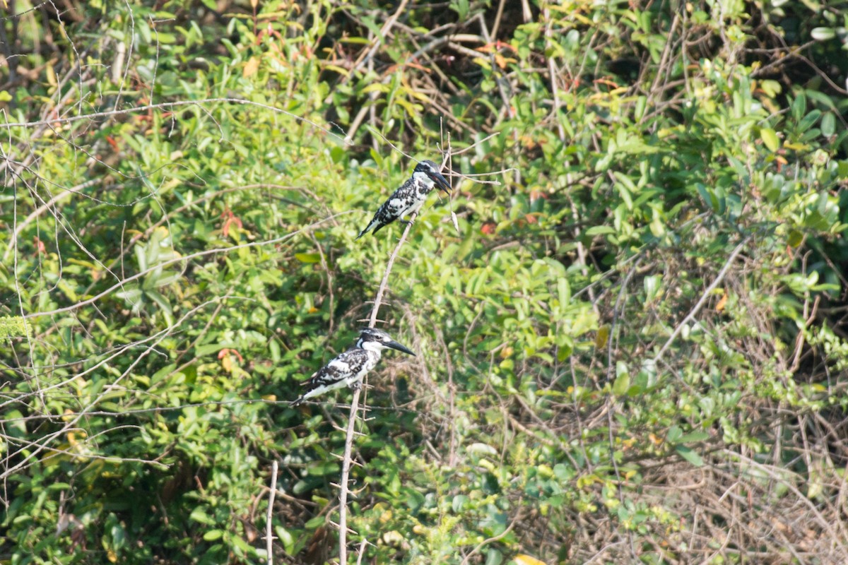 Pied Kingfisher - ML101477531