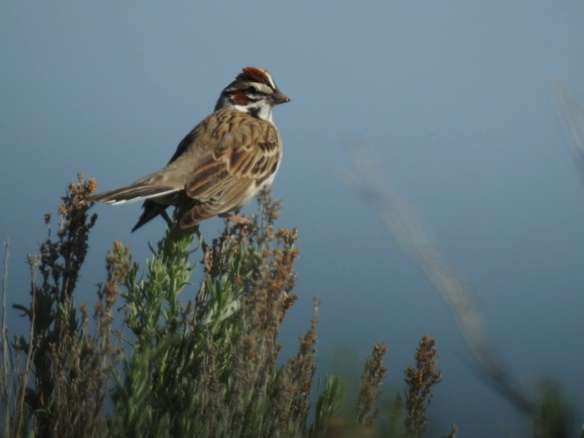 Lark Sparrow - ML101479201