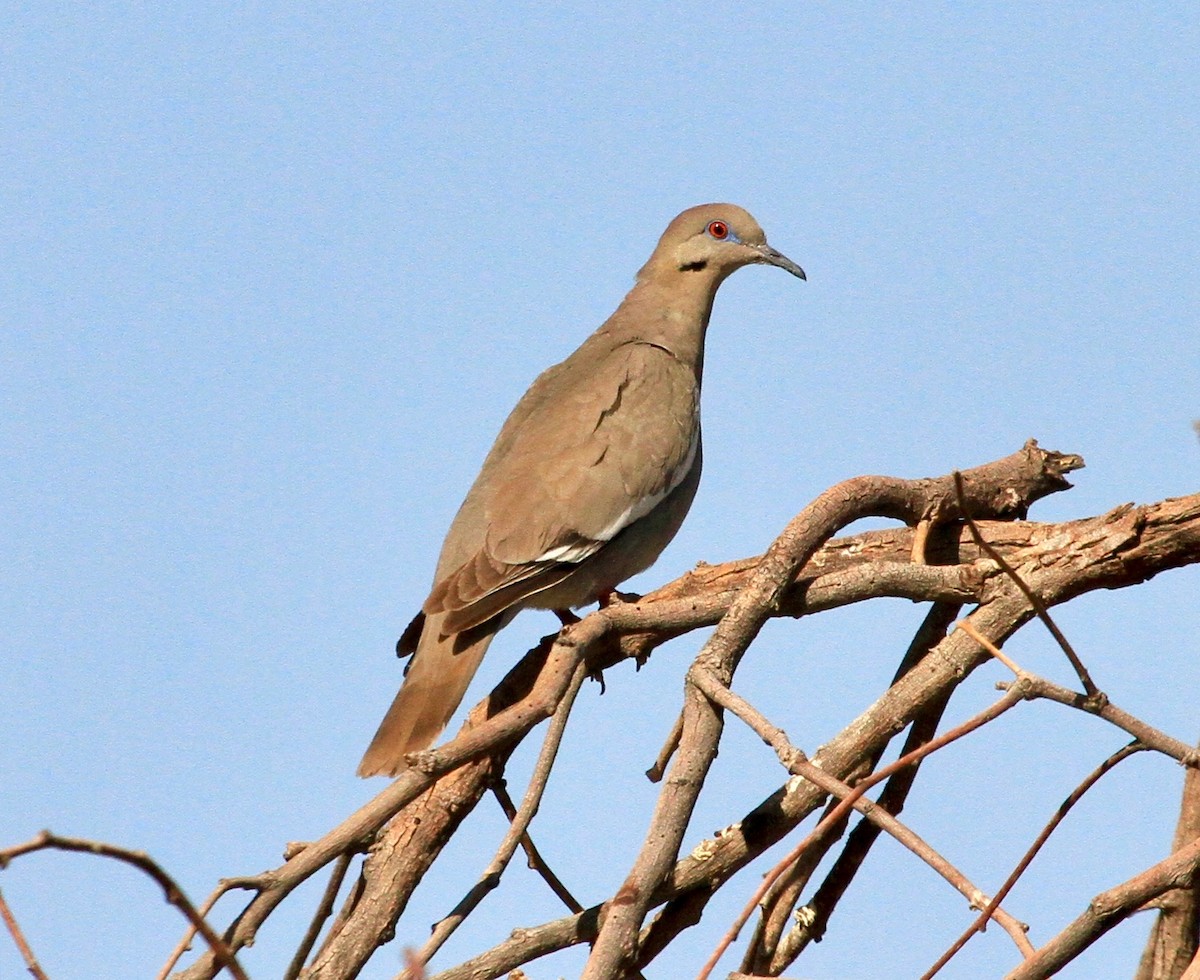 Зенаїда білокрила - ML101479881