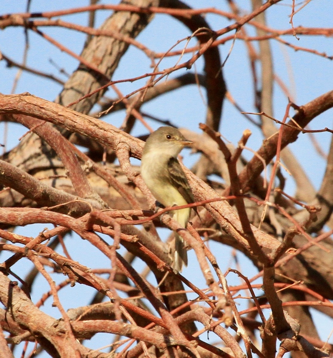 Willow Flycatcher - ML101479891