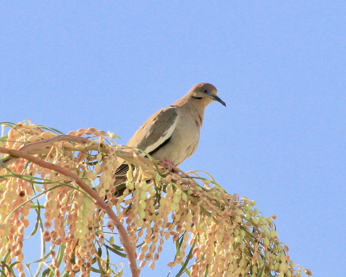 Зенаїда білокрила - ML101479901
