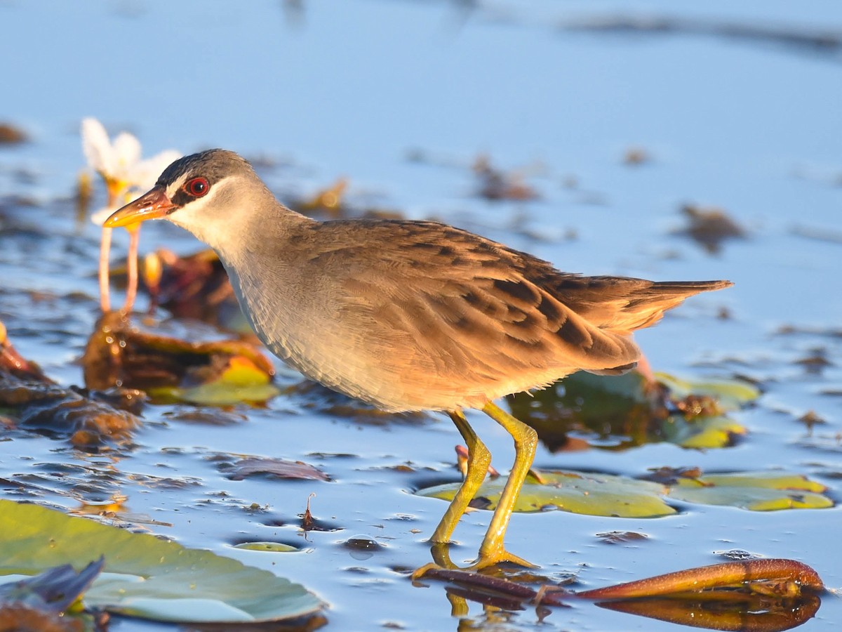 White-browed Crake - ML101480051
