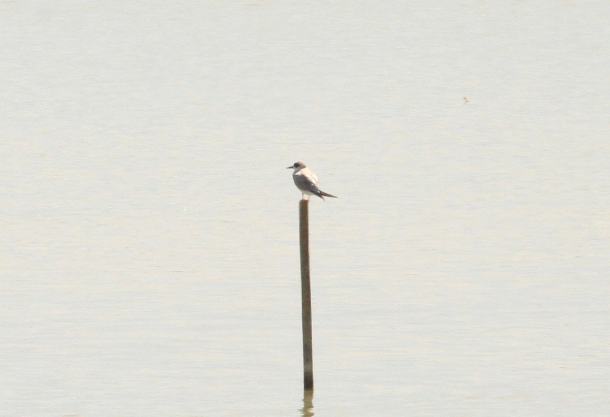 Forster's Tern - ML101480471