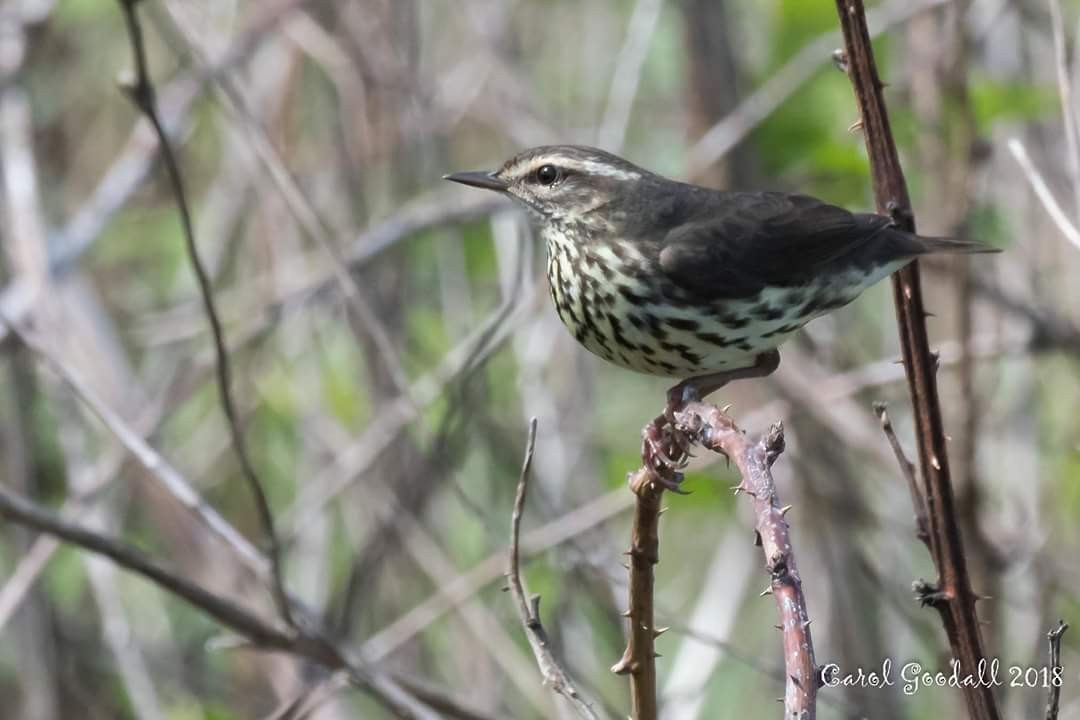 Northern Waterthrush - ML101481401