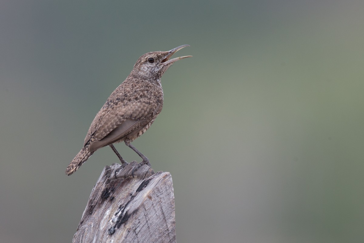 Rock Wren - ML101482421