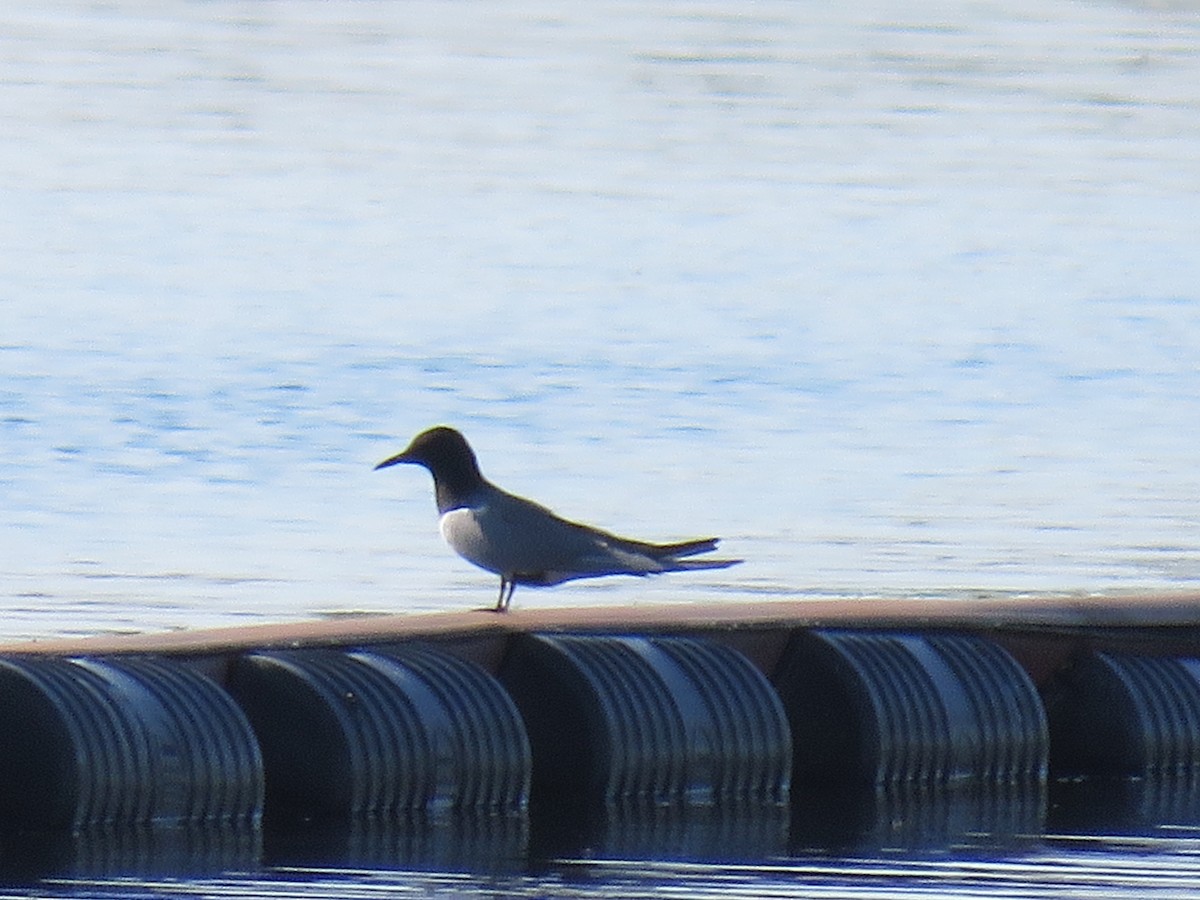 Black Tern - Steve Paul