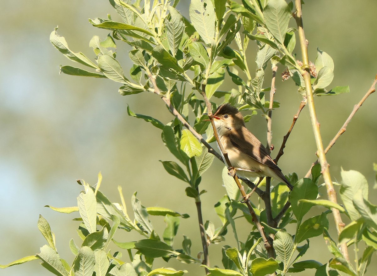 Common Reed Warbler - ML101485421