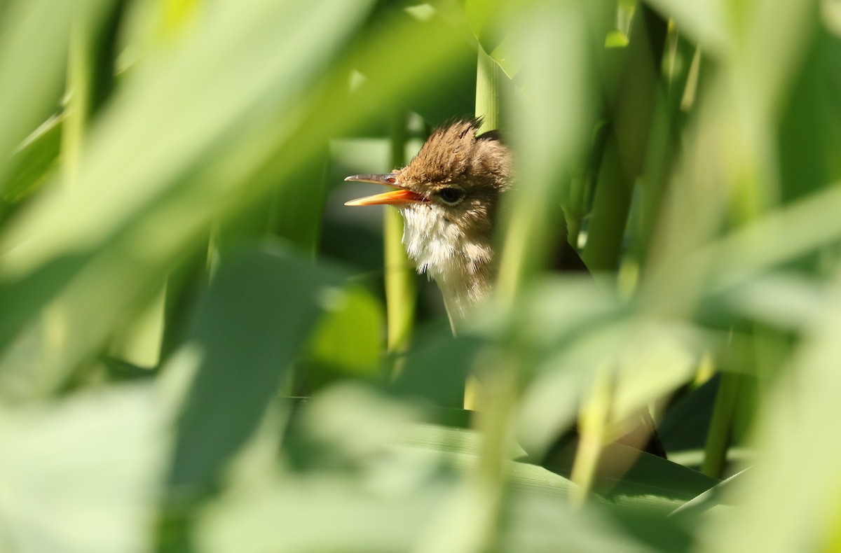 Common Reed Warbler - Letty Roedolf Groenenboom
