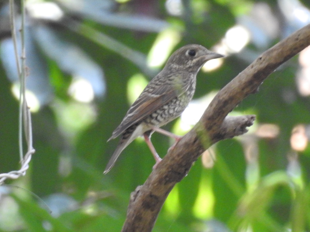 White-throated Rock-Thrush - ML101487211