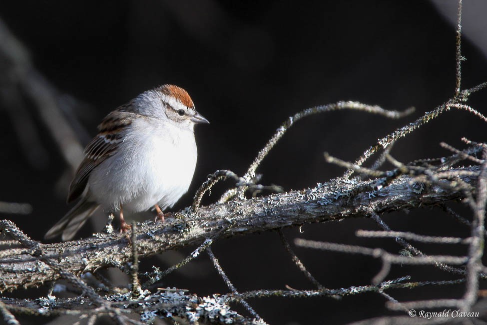 Chipping Sparrow - Raynald Claveau