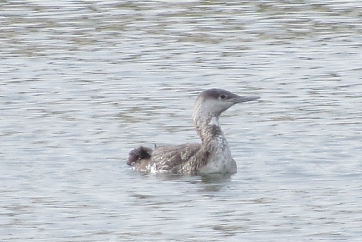 Red-throated Loon - ML101488241