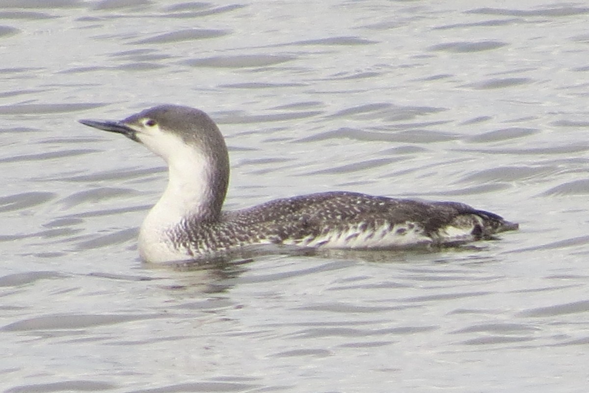 Red-throated Loon - ML101488271